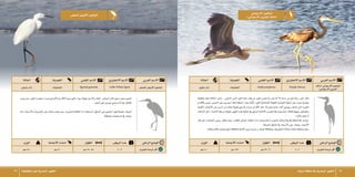 ‫تبوك‬‫منطقة‬‫يف‬‫البحرية‬‫الطيور‬ 3839 ‫احلقيقية‬‫غري‬‫البحرية‬‫الطيور‬
‫ال�صغري‬‫أبي�ض‬‫ل‬‫ا‬‫البل�شون‬
‫احلالة‬ ‫الف�صيلة‬ ‫العلمي‬‫اال�سم‬ ‫االجنليزي‬‫اال�سم‬ ‫العربي‬‫اال�سم‬
‫�صيفي‬‫زائر‬ ‫البل�شونات‬ Egretta garzetta Little White Egret ‫ال�صغري‬‫أبي�ض‬‫ل‬‫ا‬‫البل�شون‬
‫الوزن‬ ‫أجنحة‬‫ل‬‫ا‬‫امتداد‬ ‫الطول‬ ‫البي�ض‬‫عدد‬ ‫الراهن‬‫الو�ضع‬
‫جم‬450 ‫�سم‬90 ‫�سم‬65-55 4-3 ‫للتهديد‬‫ُر�ضة‬‫ع‬‫أقل‬�
‫ليبدو‬‫حتى‬،‫اللون‬‫خم�ضرة‬‫�صفراء‬‫أ�صابع‬‫ل‬‫وا‬‫أقدام‬‫ل‬‫ا‬‫بينما‬‫اللون‬‫�سوداء‬‫طويلة‬‫أرجل‬‫ل‬‫وا‬‫املنقار‬،‫البيا�ض‬‫كامل‬‫ر�شيق‬‫�صغري‬‫بل�شون‬
.‫أ�صفر‬�‫بلون‬‫جوربني‬‫يرتدي‬‫أنه‬�‫إليه‬�‫للناظر‬
‫كما‬ ،‫أ�سماك‬‫ل‬‫وا‬ ‫الق�شريات‬ ‫على‬ ‫هناك‬ ‫يتغذى‬ ‫حيث‬ ،‫ال�شجرية‬ ‫الكثافة‬ ‫ذات‬ ‫ال�ساحلية‬ ‫املناطق‬ ‫هي‬ ‫البل�شون‬ ‫لهذا‬ ‫املف�ضلة‬ ‫البيئات‬
.‫باملنطقة‬‫امل�ستنقعات‬‫يف‬‫ي�شاهد‬
LC
‫االرجواين‬‫البل�شون‬
)‫االرجواين‬‫احلزين‬‫(مالك‬
‫احلالة‬ ‫الف�صيلة‬ ‫العلمي‬‫اال�سم‬ ‫االجنليزي‬‫اال�سم‬ ‫العربي‬‫اال�سم‬
‫�شتوي‬‫زائر‬ ‫البل�شونات‬ Ardea purpurea Purple Heron ‫(مالك‬‫االرجواين‬‫البل�شون‬
)‫االرجواين‬‫احلزين‬
‫الوزن‬ ‫أجنحة‬‫ل‬‫ا‬‫امتداد‬ ‫الطول‬ ‫البي�ض‬‫عدد‬ ‫الراهن‬‫الو�ضع‬
‫جم‬800 ‫�سم‬135 ‫�سم‬97-90 5-2 ‫للتهديد‬‫ُر�ضة‬‫ع‬‫أقل‬�
‫بخطوط‬ ‫منها‬ ‫البالغة‬ ‫تتميز‬ ، .‫الذهبي‬ ‫البني‬ ‫اللون‬ ‫عليه‬ ‫يغلب‬ ‫بل‬ ،‫اللون‬ ‫أرجواين‬�‫ب‬ ‫لي�س‬ ‫أنه‬� ‫إال‬� ‫ا�سمه‬ ‫من‬ ‫وبالرغم‬ ،‫كبري‬ ‫طائر‬
‫أقدام‬‫ل‬‫با‬‫يتميز‬.‫اخلدين‬‫على‬‫مير‬‫أ�سود‬�‫خلط‬‫ا�ضافة‬‫�سوداء‬‫ة‬ّ‫ن‬ُ‫ق‬‫ال‬.‫اللون‬‫الك�ستنائية‬‫الطويلة‬‫الثعبانية‬‫الرقبة‬‫على‬‫�سوداء‬‫عمودية‬
‫الكثيفة‬ ‫أع�شاب‬‫ل‬‫ا‬ ‫على‬ ‫ال�سري‬ ‫من‬ ‫متكنه‬ ‫طويلة‬ ‫أ�صابع‬�‫ب‬ ‫مزودة‬ ‫أقدام‬‫ل‬‫ا‬ ‫تلك‬ ،‫وطريانه‬ ‫م�شية‬ ‫أثناء‬� ‫بو�ضوح‬ ‫ت�شاهد‬ ‫التي‬ ‫الكبرية‬
‫النباتات‬ ‫داخل‬ ‫االختباء‬ ‫�سريعة‬ ‫خجولة‬ ‫الطيور‬ ‫الرقبة.هذه‬ ‫يف‬ ‫ال�سفلي‬ ‫االنتفاخ‬ ‫الطريان‬ ‫يف‬ ‫مييزه‬ ‫مما‬ ،‫فائقة‬ ‫ب�سهولة‬ ‫وال�صخور‬
.‫طائرة‬‫جتفل‬‫أو‬�
‫تلك‬ ‫داخل‬ ‫أع�شا�شه‬� ‫ويبني‬ ‫يتكاثر‬ ‫حيث‬ ،‫الكثيف‬ ‫النباتي‬ ‫الغطاء‬ ‫ذات‬ )‫(املناجروف‬ ‫ال�شورى‬ ‫نباتات‬ ‫بيئة‬ ‫يف‬ ‫املنطقة‬ ‫يف‬ ‫يتواجد‬
.‫ال�ضحلة‬‫املناطق‬‫يف‬‫أ�سماك‬‫ل‬‫ا‬‫على‬ ‫ويقتات‬.‫أ�شجار‬‫ل‬‫ا‬
.‫هناك‬‫تكاثره‬‫أملج،ويحتمل‬�‫ملحافظة‬ ‫التابعة‬‫برمي‬‫جزيرة‬‫و‬،‫الوجه‬‫مبحافظة‬‫املاجنروف‬‫نباتات‬‫غابات‬‫مبنطقة‬‫�سجل‬
LC
 