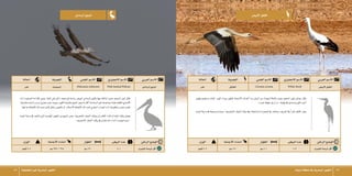 ‫تبوك‬‫منطقة‬‫يف‬‫البحرية‬‫الطيور‬ 5657 ‫احلقيقية‬‫غري‬‫البحرية‬‫الطيور‬
‫أبي�ض‬‫ل‬‫ا‬‫اللقلق‬
‫احلالة‬ ‫الف�صيلة‬ ‫العلمي‬‫اال�سم‬ ‫االجنليزي‬‫اال�سم‬ ‫العربي‬‫اال�سم‬
‫عابر‬ ‫اللقالق‬ Ciconia ciconia White Stork ‫أبي�ض‬‫ل‬‫ا‬‫اللقلق‬
‫الوزن‬ ‫أجنحة‬‫ل‬‫ا‬‫امتداد‬ ‫الطول‬ ‫البي�ض‬‫عدد‬ ‫الراهن‬‫الو�ضع‬
‫كجم‬4-2 ‫�سم‬170 ‫�سم‬100 6-3 ‫للتهديد‬‫ُر�ضة‬‫ع‬‫أقل‬�
‫وطويل‬ ‫م�ستقيم‬ ‫املنقار‬ .‫اللون‬ ‫�سوداء‬ ‫فتكون‬ ،‫أجنحة‬‫ل‬‫ا‬ ‫أطراف‬� ‫عدا‬ ‫الري�ش‬ ‫من‬ ‫البي�ضاء‬ ‫باحللة‬ ‫يتميز‬ ،‫احلجم‬ ‫كبري‬ ‫خوا�ض‬ ‫طائر‬
.‫حمراء‬‫طويلة‬‫أرجل‬�‫ذو‬،‫نهايته‬‫يف‬‫وم�ستدق‬‫اللون‬‫أحمر‬�
‫الوجه‬‫مدينة‬‫يف‬‫ت�سجيله‬‫مت‬‫حيث‬.‫املاجنروف‬‫أ�شجار‬�‫بيئات‬‫ويف‬،‫ال�ساحلية‬‫البحريات‬‫يف‬‫وي�شاهد‬،‫اخلريف‬‫يف‬ ً‫ا‬‫عابر‬‫اللقلق‬‫يعترب‬
LC
‫الرمادي‬‫البجع‬
‫احلالة‬ ‫الف�صيلة‬ ‫العلمي‬‫اال�سم‬ ‫االجنليزي‬‫اال�سم‬ ‫العربي‬‫اال�سم‬
‫عابر‬ ‫البجعيات‬ Pelecanus rufescens Pink-backed Pelican ‫الرمادي‬‫البجع‬
‫الوزن‬ ‫أجنحة‬‫ل‬‫ا‬‫امتداد‬ ‫الطول‬ ‫البي�ض‬‫عدد‬ ‫الراهن‬‫الو�ضع‬
‫كجم‬7-4 ‫�سم‬295–265 ‫�سم‬130 4-1 ‫للتهديد‬‫ُر�ضة‬‫ع‬‫أقل‬�
‫ذات‬ ‫ال�صغرية‬ ‫أقدامه‬�‫ب‬ ‫يتميز‬ .‫القفا‬ ‫على‬ ‫داكن‬ ‫جمعد‬ ‫تاج‬ ‫ولديه‬ ،‫املبي�ض‬ ‫الرمادي‬ ‫باللون‬ ‫منها‬ ‫البالغة‬ ‫تتميز‬ ،‫احلجم‬ ‫كبري‬ ‫طائر‬
،‫منقارها‬‫حتت‬)‫جلدي(جراب‬‫جيب‬‫ويوجد‬،‫الكبري‬‫منقارها‬‫البجع‬‫مييز‬‫ما‬‫أكرث‬�،‫ال�سباحة‬‫على‬‫ي�ساعدها‬‫بغ�شاء‬‫املكففه‬‫أ�صابع‬‫ل‬‫ا‬
.‫غذائها‬‫اللتقاط‬‫املاء‬‫حتت‬ ‫كامل‬‫ب�شكل‬‫بالغو�ص‬‫أو‬�،‫أ�سماك‬‫ل‬‫ا‬‫اللتقاط‬‫املاء‬‫حتت‬‫اجللدي‬‫اجلراب‬‫ذات‬‫مناقريها‬‫بغم�س‬‫تتغذى‬
‫الوجه‬ ‫مدينة‬ ‫يف‬ ‫ت�شاهد‬ ‫التي‬ ‫املهاجرة‬ ‫الطيور‬ ‫من‬ ‫البجع‬ ‫.يعترب‬ ‫املاجنروف‬ ‫أ�شجار‬� ‫وبيئات‬ ‫،كالغدران‬ ‫الراكدة‬ ‫املياه‬ ‫بيئات‬ ‫يف�ضل‬
.‫املاجنروف‬‫أ�شجار‬�‫بيئات‬‫يف‬‫تتغذى‬‫منه‬‫أعداد‬�‫�شوهدت‬‫حيث‬،
LC
 