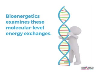 Bioenergetics
examines these
molecular-level
energy exchanges.
 