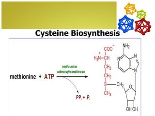 Cysteine Biosynthesis
 