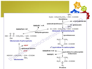 Ornithine and Proline Biosynthesis
 