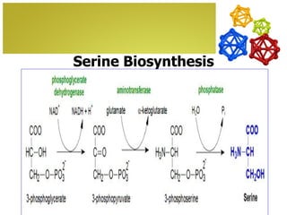 Serine Biosynthesis
 