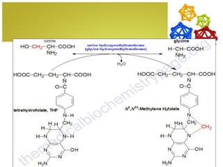 Glycine Biosynthesis
 