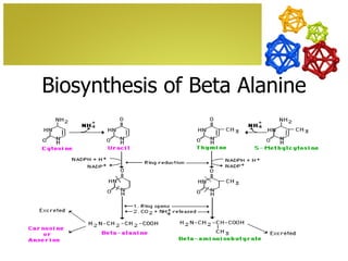 Biosynthesis of Beta Alanine
 