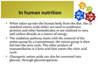 In human nutrition
• When taken up into the human body from the diet, the 22
  standard amino acids either are used to synthesize
  proteins and other biomolecules or are oxidized to urea
  and carbon dioxide as a source of energy.
• The oxidation pathway starts with the removal of the
  amino group by a transaminase, the amino group is then
  fed into the urea cycle. The other product of
  transamidation is a keto acid that enters the citric acid
  cycle.
• Glucogenic amino acids can also be converted into
  glucose, through gluconeogenesis.
 