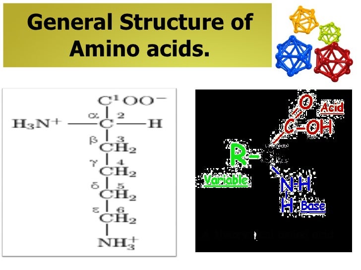 amino acid structure ppt 19. 1 proteins and amino acids ppt video online download.