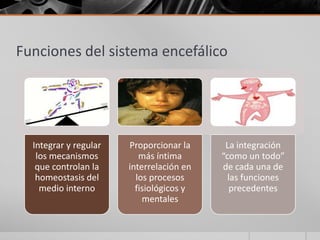 Funciones del sistema encefálico




  Integrar y regular   Proporcionar la     La integración
   los mecanismos         más íntima      “como un todo”
   que controlan la    interrelación en   de cada una de
   homeostasis del       los procesos       las funciones
    medio interno        fisiológicos y      precedentes
                           mentales
 