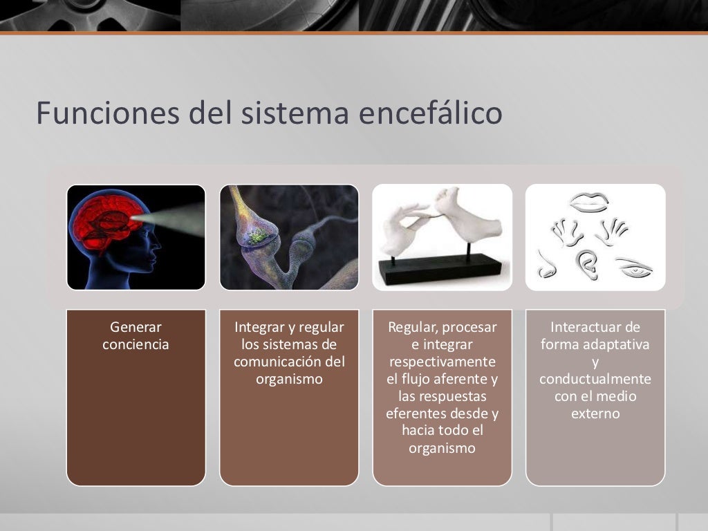 Muerte cerebral