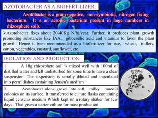 AZOTOBACTER AS A BIOFERTILIZER:
Azotobacter is a gram negative, non-symbiotic, nitrogen fixing
bacterium. It is an aerobic bacterium present in large numbers in
rhizosphere soils.
Azotobacter fixes about 20-40Kg N/ha/year. Further, it produces plant growth
promoting substances like IAA, gibberellic acid and vitamins to favor the plant
growth. Hence it been recommended as a biofertilizer for rice, wheat, millets,
cotton, vegetables, mustard, sunflower, etc.
ISOLATION AND PRODUCTION:
1 A 10g rhizosphere soil is mixed well with 100ml of
distilled water and left undisturbed for some time to have a clear
suspension. The suspension is serially diluted and inoculated
into pertri dishes containing Jensen's medium
2 Azotobacter alone grows into soft, milky, mucoid
colonies on its surface. It transferred to culture flasks containing
liquid Jensen's medium Which kept on a rotary shaker for few
days . That gives a starter culture for mass production.
 