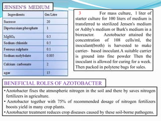 3 For mass culture, l liter of
starter culture for 100 liters of medium is
transferred to sterilized Jensen's medium
or Ashby's medium or Burk's medium in a
bioreactor. Azotobacter attained the
concentration of 108 cells/ml, the
inoculant(broth) is harvested to make
carrier- based inoculant.A suitable carrier
is ground into fine powder Then the
inoculant is allowed for curing for a week.
Then packed in polytene bags for sales.
BENEFICIAL ROLES OF AZOTOBACTER
•Azotobacter fixes the atmospheric nitrogen in the soil and there by saves nitrogen
fertilizers in agriculture.
• Azotobacter together with 75% of recommended dosage of nitrogen fertilizers
boosts yield in many crop plants.
•Azotobacter treatment reduces crop diseases caused by these soil-borne pathogens.
 