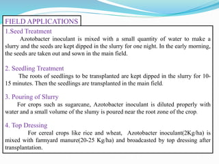 FIELD APPLICATIONS
1.Seed Treatment
Azotobacter inoculant is mixed with a small quantity of water to make a
slurry and the seeds are kept dipped in the slurry for one night. In the early morning,
the seeds are taken out and sown in the main field.
2. Seedling Treatment
The roots of seedlings to be transplanted are kept dipped in the slurry for 10-
15 minutes. Then the seedlings are transplanted in the main field.
3. Pouring of Slurry
For crops such as sugarcane, Azotobacter inoculant is diluted properly with
water and a small volume of the slumy is poured near the root zone of the crop.
4. Top Dressing
For cereal crops like rice and wheat, Azotobacter inoculant(2Kg/ha) is
mixed with farmyard manure(20-25 Kg/ha) and broadcasted by top dressing after
transplantation.
 