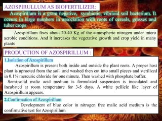 AZOSPIRULLUM AS BIOFERTILIZER:
Azospirillum is a gram negative, symbiotic, vibrioid soil bacterium. It
occurs in large numbers in association with roots of cereals, grasses and
tuber crops
Azospirillum fixes about 20-40 Kg of the atmospheric nitrogen under micro
aerobic conditions. And it increases the vegetative growth and crop yield in many
plants
1.Isolation of Azospirillum
Azospirillum is present both inside and outside the plant roots. A proper host
plant is uprooted from the soil and washed then cut into small pieces and sterilized
in 0.1% mercuric chloride for one minute. Then washed with phosphate buffer.
Semi-solid malic acid medium is formulated suspension is inoculated and
incubated at room temperature for 3-5 days. A white pellicle like layer of
Azospirillum appears.
PRODUCTION OF AZOSPIRILLUM :
2.Confirmation of Azospirillum
Development of blue color in nitrogen free malic acid medium is the
confirmative test for Azospirillum
 