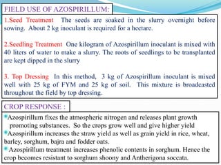 1.Seed Treatment The seeds are soaked in the slurry overnight before
sowing. About 2 kg inoculant is required for a hectare.
2.Seedling Treatment One kilogram of Azospirillum inoculant is mixed with
40 liters of water to make a slurry. The roots of seedlings to be transplanted
are kept dipped in the slurry
3. Top Dressing In this method, 3 kg of Azospirillum inoculant is mixed
well with 25 kg of FYM and 25 kg of soil. This mixture is broadcasted
throughout the field by top dressing.
*Azospirillum fixes the atmospheric nitrogen and releases plant growth
promoting substances. So the crops grow well and give higher yield
*Azospirillum increases the straw yield as well as grain yield in rice, wheat,
barley, sorghum, bajra and fodder oats.
* Azospirillum treatment increases phenolic contents in sorghum. Hence the
crop becomes resistant to sorghum shoony and Antherigona soccata.
CROP RESPONSE :
FIELD USE OF AZOSPIRILLUM:
 
