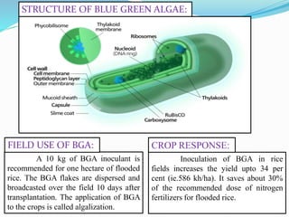 A 10 kg of BGA inoculant is
recommended for one hectare of flooded
rice. The BGA flakes are dispersed and
broadcasted over the field 10 days after
transplantation. The application of BGA
to the crops is called algalization.
FIELD USE OF BGA:
Inoculation of BGA in rice
fields increases the yield upto 34 per
cent (ie.586 kh/ha). It saves about 30%
of the recommended dose of nitrogen
fertilizers for flooded rice.
CROP RESPONSE:
STRUCTURE OF BLUE GREEN ALGAE:
 