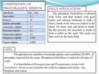 The phosphate biofertilizer is diluted
with water and then treated with gum
arabic and calcium carbonate to make a
slurry. Seeds to be sown are soaked in the
slurry for some time and dried in shade.
By this process, the inoculant is made to
form a pellet on the seed. The seeds are
then sown in the main field.
FIELD APPLICATION:
Phosphobacteria solubilize bound phosphates and contribute 20-30% of
phosphate required for the crops. Phosphate biofertilizer is suited for all types of
crops.
Co-inoculation of B.megaterium and Pseudomonas striata with
Azotobacter chroococcum increases the yield in sorghum and cotton. rice,
Sorghum and cotton.
USES:
 