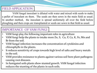 VAM fungal inoculant is diluted with water and mixed with seeds to make
a pellet of inoculant on them. The seeds are then sown in the main field as usual.
In another method, the inoculant is spread uniformely all over the field before
ploughing and then crops are transplanted or seeds are sown in that field as usual.
• VAM fungi play the following important roles in agriculture
• VAM fungi help the plants to intake more Zn, S, Cu, P, Ca, K, Fe, Mn and
Br from the soil.
• VAM fungal infection increases the concentration of cytokinins and
chlorophylls in the plants.
• It reduces sensitivity of crops towards high level of salts and heavy metals
in the soil.
• VAM provides resistance to plants against various soil bore plant pathogens
causing root diseases.
• In fumigated soils plants show stunted growth. VAM fungal infection
reduces the stunting of the plants in such soils.
IMPORTANCE OF VAM FUNGI
FIELD APPLICATION
 
