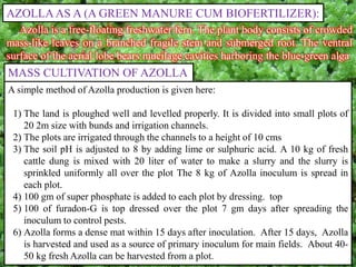 AZOLLAAS A (A GREEN MANURE CUM BIOFERTILIZER):
Azolla is a free-floating freshwater fern. The plant body consists of crowded
mass-like leaves on a branched fragile stem and submerged root. The ventral
surface of the aerial lobe bears mucilage cavities harboring the blue-green alga
A simple method of Azolla production is given here:
1) The land is ploughed well and levelled properly. It is divided into small plots of
20 2m size with bunds and irrigation channels.
2) The plots are irrigated through the channels to a height of 10 cms
3) The soil pH is adjusted to 8 by adding lime or sulphuric acid. A 10 kg of fresh
cattle dung is mixed with 20 liter of water to make a slurry and the slurry is
sprinkled uniformly all over the plot The 8 kg of Azolla inoculum is spread in
each plot.
4) 100 gm of super phosphate is added to each plot by dressing. top
5) 100 of furadon-G is top dressed over the plot 7 gm days after spreading the
inoculum to control pests.
6) Azolla forms a dense mat within 15 days after inoculation. After 15 days, Azolla
is harvested and used as a source of primary inoculum for main fields. About 40-
50 kg fresh Azolla can be harvested from a plot.
MASS CULTIVATION OF AZOLLA
 