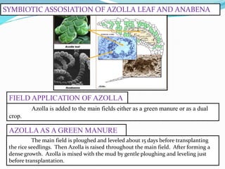 SYMBIOTIC ASSOSIATION OF AZOLLA LEAF AND ANABENA
Azolla is added to the main fields either as a green manure or as a dual
crop.
FIELD APPLICATION OF AZOLLA
The main field is ploughed and leveled about 15 days before transplanting
the rice seedlings. Then Azolla is raised throughout the main field. After forming a
dense growth. Azolla is mixed with the mud by gentle ploughing and leveling just
before transplantation.
AZOLLAAS A GREEN MANURE
 