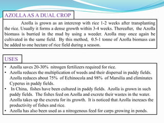 Azolla is grown as an intercrop with rice 1-2 weeks after transplanting
the rice. Usually it forms a dense growth within 3-4 weeks. Thereafter, the Azolla
biomass is burried in the mud by using a weeder. Azolla may once again be
cultivated in the same field. By this method, 0.5-1 tonne of Azolla biomass can
be added to one hectare of rice field during a season.
• Azolla saves 20-30% nitrogen fertilizers required for rice.
• Azolla reduces the multiplication of weeds and their dispersal in paddy fields.
Azolla reduces about 75% of Echinocola and 98% of Marsilia and eliminates
Cyperus in paddy fields.
• In China, fishes have been cultured in paddy fields. Azolla is grown in such
paddy fields. The fishes feed on Azolla and excrete their wastes in the water.
Azolla takes up the excreta for its growth. It is noticed that Azolla increaes the
productivity of fishes and rice.
• Azolla has also been used as a nitrogenous feed for carps growing in ponds.
AZOLLAAS A DUAL CROP
USES
 