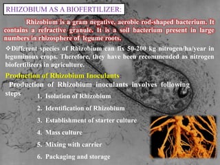 RHIZOBIUM AS A BIOFERTILIZER:
Rhizobium is a gram negative, aerobic rod-shaped bacterium. It
contains a refractive granule. It is a soil bacterium present in large
numbers in rhizosphere of legume roots.
Different species of Rhizobium can fix 50-200 kg nitrogen/ha/year in
leguminous crops. Therefore, they have been recommended as nitrogen
biofertilizers in agriculture.
Production of Rhizobium Inoculants:
Production of Rhizobium inoculants involves following
steps 1. Isolation of Rhizobium
2. Identification of Rhizobium
3. Establishment of starter culture
4. Mass culture
5. Mixing with carrier
6. Packaging and storage
 