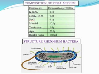 STRUCTURE RHIZOBIUM BACTREA
 