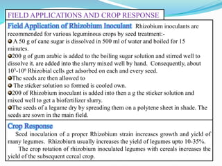 FIELD APPLICATIONS AND CROP RESPONSE
Field Application of Rhizobium Inoculant Rhizobium inoculants are
recommended for various leguminous crops by seed treatment:-
A 50 g of cane sugar is dissolved in 500 ml of water and boiled for 15
minutes.
200 g of gum arabic is added to the boiling sugar solution and stirred well to
dissolve it. are added into the slurry mixed well by hand. Consequently, about
105-106 Rhizobial cells get adsorbed on each and every seed.
The seeds are then allowed to
The sticker solution so formed is cooled own.
200 of Rhizobium inoculant is added into then a g the sticker solution and
mixed well to get a biofertilizer slurry.
The seeds of a legume dry by spreading them on a polytene sheet in shade. The
seeds are sown in the main field.
Crop Response
Seed inoculation of a proper Rhizobium strain increases growth and yield of
many legumes. Rhizobium usually increases the yield of legumes upto 10-35%.
The crop rotation of rhizobium inoculated legumes with cereals increases the
yield of the subsequent cereal crop.
 