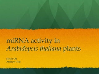 miRNA activity in
Arabidopsis thaliana plants
Helen Oh
Andrew Tsai
 