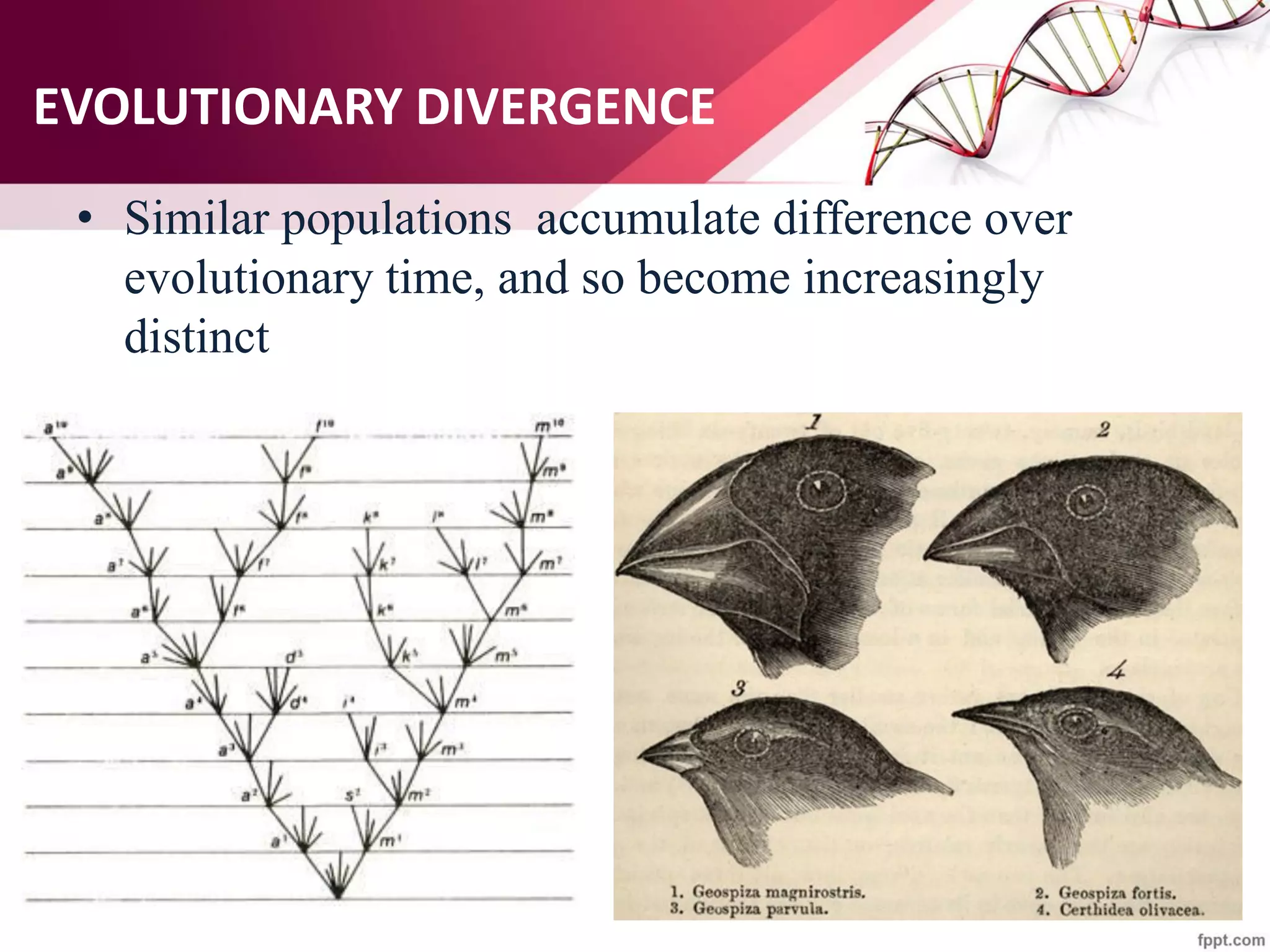 EVOLUTIONARY DIVERGENCE
• Similar populations accumulate difference over
evolutionary time, and so become increasingly
distinct
 