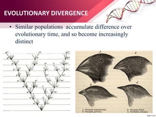 EVOLUTIONARY DIVERGENCE
• Similar populations accumulate difference over
evolutionary time, and so become increasingly
distinct
 