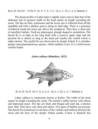 2
B.iii, D. 10 (2/8 – 3/10), P. 16, V. 7, A. 7, C. 18, L. I. 35, L. tr. 6. Barbels 2
The dorsal profile of Labeo bata is slightly more convex than that of the
abdomen and its greatest width of the head equals its length excluding the
snout. The lips are thin, continuous and the lower one is reflected from off the
mandible and with a shallow groove along its hind edge. There is a presence
of tubercle inside the lower jaw above the symphysis. They have a short pair
of maxillary barbels. Teeth are pharyngeal, plough shaped or molariform. The
dorsal fin is as high as the long head with a concave upper edge and the
pectoral fin is almost as long as the head and reaches the ventral which is
rather shorter. The caudal fin was observed to be deeply forked. It is a bentho-
pelagic and potamodromous species, which inhabits rivers. It is a herbivorous
column feeder.
Labeo calbasu (Hamilton, 1822)
B. iii, D. 16, P. 18, V. 8, A. 6, C. 18, L. I. 42, L. tr. 7. Barbels 4.
Labeo calbasu is commomly known as Kallot. The width of the head
equals its length excluding the snout. The mouth is rather narrow with obtuse
and depressed snout. The lips are thick and fringed and each has a distinct
inner fold. They have very short gill rakers. Two pairs of barbels are present.
The dorsal fin commences in advance of the ventrals and midway between the
snout and the base of the deeply forked caudal. Colour is blackish but
 
