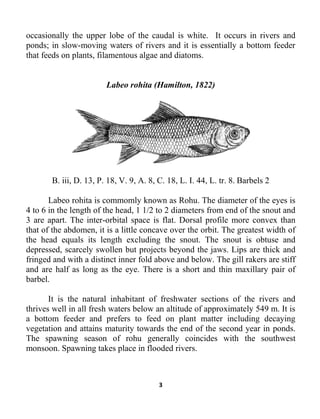 3
occasionally the upper lobe of the caudal is white. It occurs in rivers and
ponds; in slow-moving waters of rivers and it is essentially a bottom feeder
that feeds on plants, filamentous algae and diatoms.
Labeo rohita (Hamilton, 1822)
B. iii, D. 13, P. 18, V. 9, A. 8, C. 18, L. I. 44, L. tr. 8. Barbels 2
Labeo rohita is commomly known as Rohu. The diameter of the eyes is
4 to 6 in the length of the head, 1 1/2 to 2 diameters from end of the snout and
3 are apart. The inter-orbital space is flat. Dorsal profile more convex than
that of the abdomen, it is a little concave over the orbit. The greatest width of
the head equals its length excluding the snout. The snout is obtuse and
depressed, scarcely swollen but projects beyond the jaws. Lips are thick and
fringed and with a distinct inner fold above and below. The gill rakers are stiff
and are half as long as the eye. There is a short and thin maxillary pair of
barbel.
It is the natural inhabitant of freshwater sections of the rivers and
thrives well in all fresh waters below an altitude of approximately 549 m. It is
a bottom feeder and prefers to feed on plant matter including decaying
vegetation and attains maturity towards the end of the second year in ponds.
The spawning season of rohu generally coincides with the southwest
monsoon. Spawning takes place in flooded rivers.
 