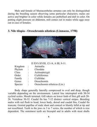 6
Male and female of Mastacembelus armatus can only be distinguished
during the breeding season observing some particular characters; males are
active and brighter in color while females are potbellied and dull in color. On
putting slight pressure on abdomen, milt comes out in males while eggs ooze
out in case of females.
3. Nile tilapia - Oreochromis niloticus (Linnaeus, 1758)
D XVI-XVIII, 12-14, A III, 9-11.
Kingdom : Animalia
Phylum : Chordata
Class : Actinopterygii
Order : Cichliformes
Family : Cichlidae
Genus : Oreochromis
Species : Oreochromis niloticus (Lin.)
Body shape generally laterally compressed to oval and deep, though
variable depending on the environment. Lateral line interrupted with 30-34
cycloid scales. Mouth terminal. Gill rakers on lower limb of first gill arch 20-
26. Vertebrae 30-32. Caudal fin has 7-12 distinct vertical stripes. Breeding
males with red flush to head, lower body, dorsal and caudal fins. Caudal fin
truncate. Genital papillae of male short and conical or bluntly bifid at tip and
not tessellated. Teeth in the jaws in 3 to 7 series, the number of which is size
dependent. The outermost teeth are bicuspid and in adults with stout shafts
 
