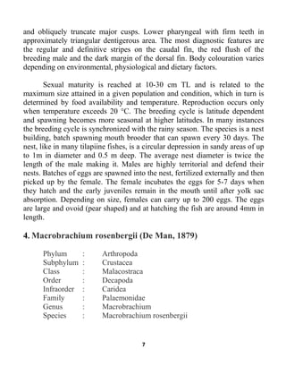 7
and obliquely truncate major cusps. Lower pharyngeal with firm teeth in
approximately triangular dentigerous area. The most diagnostic features are
the regular and definitive stripes on the caudal fin, the red flush of the
breeding male and the dark margin of the dorsal fin. Body colouration varies
depending on environmental, physiological and dietary factors.
Sexual maturity is reached at 10-30 cm TL and is related to the
maximum size attained in a given population and condition, which in turn is
determined by food availability and temperature. Reproduction occurs only
when temperature exceeds 20 °C. The breeding cycle is latitude dependent
and spawning becomes more seasonal at higher latitudes. In many instances
the breeding cycle is synchronized with the rainy season. The species is a nest
building, batch spawning mouth brooder that can spawn every 30 days. The
nest, like in many tilapiine fishes, is a circular depression in sandy areas of up
to 1m in diameter and 0.5 m deep. The average nest diameter is twice the
length of the male making it. Males are highly territorial and defend their
nests. Batches of eggs are spawned into the nest, fertilized externally and then
picked up by the female. The female incubates the eggs for 5-7 days when
they hatch and the early juveniles remain in the mouth until after yolk sac
absorption. Depending on size, females can carry up to 200 eggs. The eggs
are large and ovoid (pear shaped) and at hatching the fish are around 4mm in
length.
4. Macrobrachium rosenbergii (De Man, 1879)
Phylum : Arthropoda
Subphylum : Crustacea
Class : Malacostraca
Order : Decapoda
Infraorder : Caridea
Family : Palaemonidae
Genus : Macrobrachium
Species : Macrobrachium rosenbergii
 