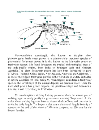 8
Macrobrachium rosenbergii, also known as the giant river
prawn or gaint Fresh water prawn, is a commercially important species of
palaemonid freshwater prawn. It is also known as the Malaysian prawn or
freshwater scampi. It is found throughout the tropical and subtropical areas of
the Indo-Pacific region, from India to Southeast Asia and Northern
Australia. The giant freshwater prawn has also been introduced to parts
of Africa, Thailand, China, Japan, New Zealand, Americas and Caribbean. It
is one of the biggest freshwater prawns in the world and is widely cultivated
in several countries for food. While M. rosenbergii is considered a freshwater
species, the larval stage of the animal depends on brackish water. Once the
individual prawn has grown beyond the planktonic stage and becomes a
juvenile, it will live entirely in freshwater.
M. rosenbergii is a striking looking prawn in which the second pair of
walking legs can really justify the genus name meaning ‘large arms’. In the
males these walking legs can have a vibrant shade of blue and can also be
twice the body length. The largest males can attain a total length from tip of
rostrum to the end of the telson of 320 mm compared to 250 mm for the
largest females.
 