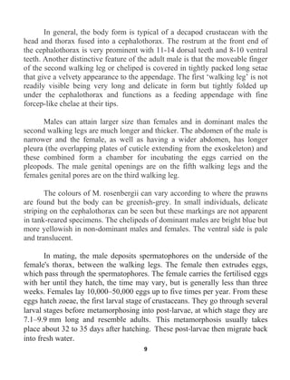 9
In general, the body form is typical of a decapod crustacean with the
head and thorax fused into a cephalothorax. The rostrum at the front end of
the cephalothorax is very prominent with 11-14 dorsal teeth and 8-10 ventral
teeth. Another distinctive feature of the adult male is that the moveable finger
of the second walking leg or cheliped is covered in tightly packed long setae
that give a velvety appearance to the appendage. The first ‘walking leg’ is not
readily visible being very long and delicate in form but tightly folded up
under the cephalothorax and functions as a feeding appendage with fine
forcep-like chelae at their tips.
Males can attain larger size than females and in dominant males the
second walking legs are much longer and thicker. The abdomen of the male is
narrower and the female, as well as having a wider abdomen, has longer
pleura (the overlapping plates of cuticle extending from the exoskeleton) and
these combined form a chamber for incubating the eggs carried on the
pleopods. The male genital openings are on the fifth walking legs and the
females genital pores are on the third walking leg.
The colours of M. rosenbergii can vary according to where the prawns
are found but the body can be greenish-grey. In small individuals, delicate
striping on the cephalothorax can be seen but these markings are not apparent
in tank-reared specimens. The chelipeds of dominant males are bright blue but
more yellowish in non-dominant males and females. The ventral side is pale
and translucent.
In mating, the male deposits spermatophores on the underside of the
female's thorax, between the walking legs. The female then extrudes eggs,
which pass through the spermatophores. The female carries the fertilised eggs
with her until they hatch, the time may vary, but is generally less than three
weeks. Females lay 10,000–50,000 eggs up to five times per year. From these
eggs hatch zoeae, the first larval stage of crustaceans. They go through several
larval stages before metamorphosing into post-larvae, at which stage they are
7.1–9.9 mm long and resemble adults. This metamorphosis usually takes
place about 32 to 35 days after hatching. These post-larvae then migrate back
into fresh water.
 