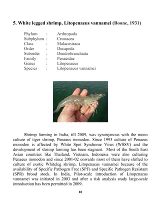 10
5. White legged shrimp, Litopenaeus vannamei (Boone, 1931)
Phylum : Arthropoda
Subphylum : Crustacea
Class : Malacostraca
Order : Decapoda
Suborder : Dendrobranchiata
Family : Penaeidae
Genus : Litopenaeus
Species : Litopenaeus vannamei
Shrimp farming in India, till 2009, was synonymous with the mono
culture of tiger shrimp, Penaeus monodon. Since 1995 culture of Penaeus
monodon is affected by White Spot Syndrome Virus (WSSV) and the
development of shrimp farming has been stagnant. Most of the South East
Asian countries like Thailand, Vietnam, Indonesia were also culturing
Penaeus monodon and since 2001-02 onwards most of them have shifted to
culture of exotic Whiteleg shrimp, Litopenaeus vannamei because of the
availability of Specific Pathogen Free (SPF) and Specific Pathogen Resistant
(SPR) brood stock. In India, Pilot-scale introduction of Litopenaeus
vannamei was initiated in 2003 and after a risk analysis study large-scale
introduction has been permitted in 2009.
 