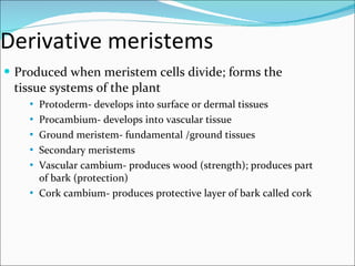Derivative meristems Produced when meristem cells divide; forms the tissue systems of the plant Protoderm- develops into surface or dermal tissues Procambium- develops into vascular tissue Ground meristem- fundamental /ground tissues Secondary meristems Vascular cambium- produces wood (strength); produces part of bark (protection) Cork cambium- produces protective layer of bark called cork 