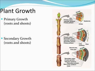 Plant Growth Primary Growth (roots and shoots) Secondary Growth (roots and shoots) 