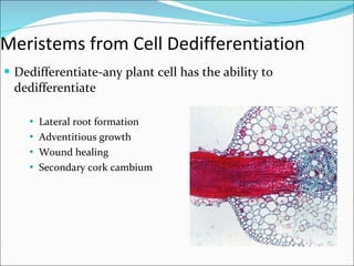 Meristems from Cell Dedifferentiation Dedifferentiate-any plant cell has the ability to dedifferentiate Lateral root formation Adventitious growth Wound healing Secondary cork cambium 