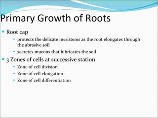 Primary Growth of Roots Root cap  protects the delicate meristems as the root elongates through the abrasive soil secretes mucous that lubricates the soil 3 Zones of cells at successive station Zone of cell division Zone of cell elongation Zone of cell differentiation 