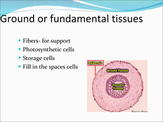 Ground or fundamental tissues Fibers- for support Photosynthetic cells Storage cells Fill in the spaces cells 