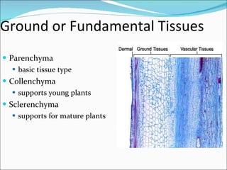 Ground or Fundamental Tissues Parenchyma  basic tissue type Collenchyma supports young plants Sclerenchyma supports for mature plants 