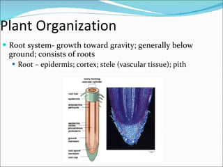 Plant Organization Root system- growth toward gravity; generally below ground; consists of roots Root – epidermis; cortex; stele (vascular tissue); pith 