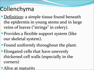 Collenchyma Definition : a simple tissue found beneath the epidermis in young stems and in large veins of leaves (“strings” in celery). Provides a flexible support system (like our skeletal system). Found uniformly throughout the plant. Elongated cells that have unevenly thickened cell walls (especially in the corners) Alive at maturity 