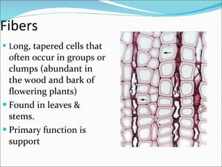 Fibers L ong, tapered cells that often occur in groups or clumps (abundant in the wood and bark of flowering plants) Found in leaves & stems. Primary function is support 