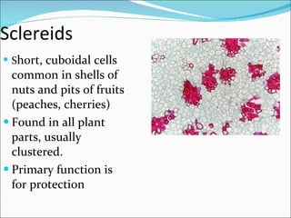 Sclereids S hort, cuboidal cells common in shells of nuts and pits of fruits (peaches, cherries) Found in all plant parts, usually clustered. Primary function is for protection 