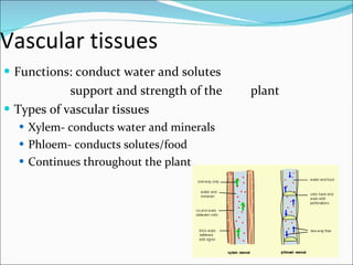 Vascular tissues Functions: conduct water and solutes support and strength of the  plant Types of vascular tissues Xylem- conducts water and minerals Phloem- conducts solutes/food Continues throughout the plant 