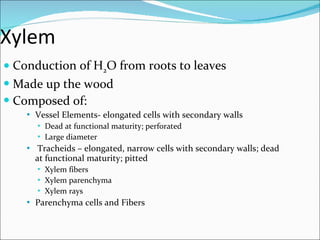 Xylem Conduction of H 2 O from roots to leaves Made up the wood Composed of: Vessel Elements- elongated cells with secondary walls  Dead at functional maturity; perforated Large diameter Tracheids – elongated, narrow cells with secondary walls; dead at functional maturity; pitted Xylem fibers Xylem parenchyma Xylem rays Parenchyma cells and Fibers 