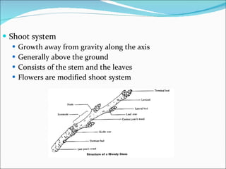 Shoot system Growth away from gravity along the axis Generally above the ground Consists of the stem and the leaves Flowers are modified shoot system 