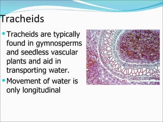 Tracheids Tracheids are typically found in gymnosperms and seedless vascular plants and aid in transporting water. Movement of water is only longitudinal 